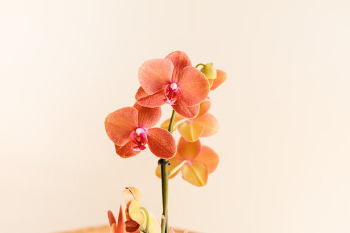 A Bright Coral Pink & Yellow Orchid Plant on a Vintage Rattan Peacock Chair with a Neutral Cream-Colored Background in Bright Natural Window Light in the Summer of 2023