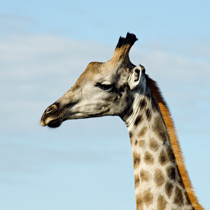 Pörtrait of a giraffe  in the Okavango Delta in Botswana.