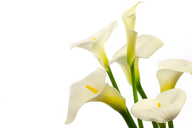 White Calla Lilies Calla Lilies on White Background with Copy Space. calla lily stock pictures, royalty-free photos & images