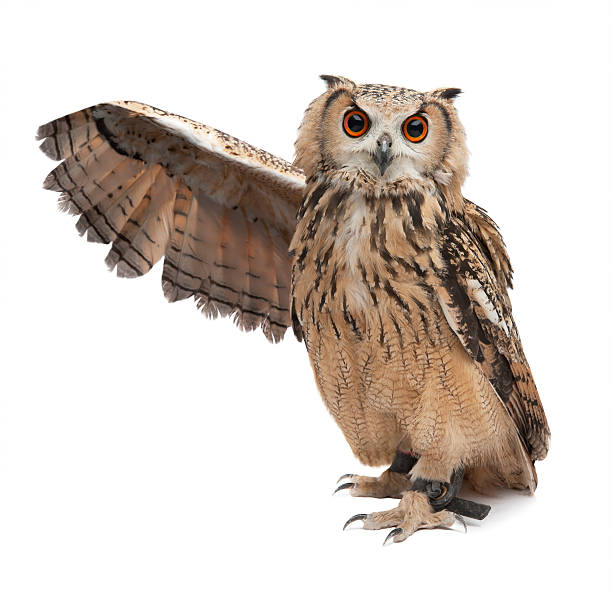 Wise owl Wise owl pointing something out with his wing isolated on white owl stock pictures, royalty-free photos & images