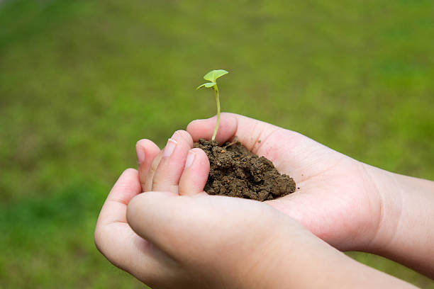 istock Plant in child hand 155599550