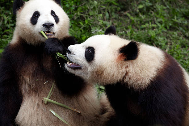 istock two panda eating bamboo together 155599750