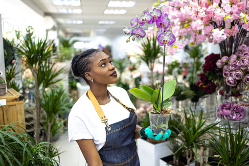 Young female florist Black ethnicity, taking care of orchid at the pot, while working at the flower shop
