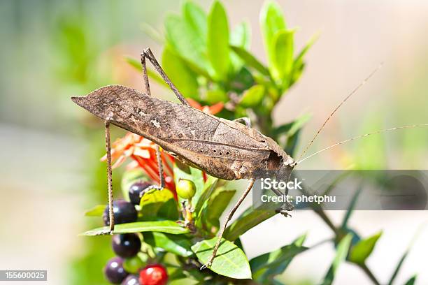 Cavalletta - Fotografie stock e altre immagini di Ambientazione esterna - Ambientazione esterna, Animale, Antenna - Parte del corpo animale