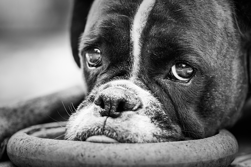 A greyscale closeup shot of a boxer dog - perfect for background