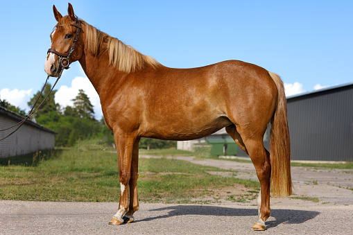 full length portrait of a young red horse at a horse farm on a clear sunny day