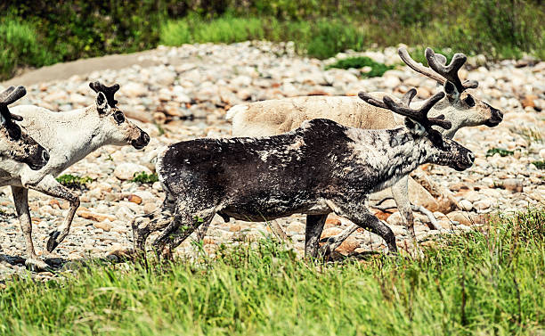 istock Group of Caribou 155600128
