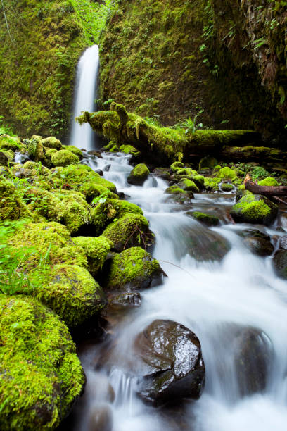 istock Remote waterfall in lush rainforest, Columbia River Gorge, Oregon, USA 155600237