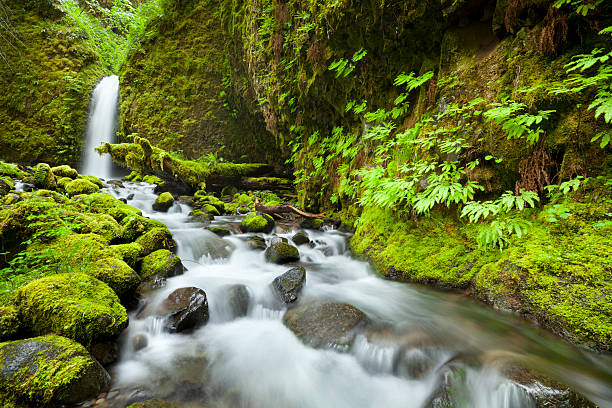 istock Remote waterfall in lush rainforest, Columbia River Gorge, Oregon, USA 155600246
