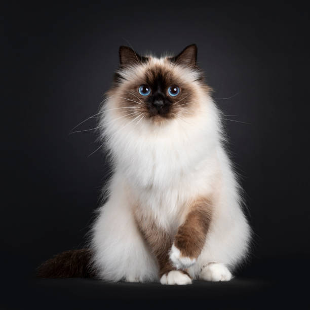 istock Sacred Birman cat on black background 1556002752