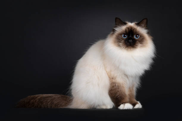 istock Sacred Birman cat on black background 1556002772