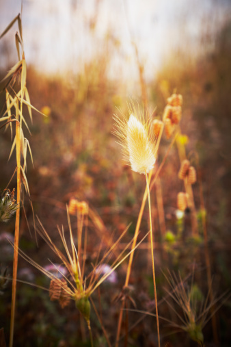 Early morning sunbeams illuminating grass flowers in a Mediterranean wild meadow
