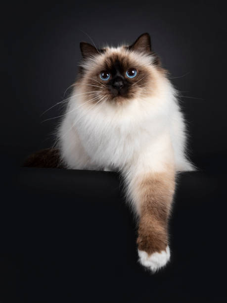 istock Sacred Birman cat on black background 1556003289