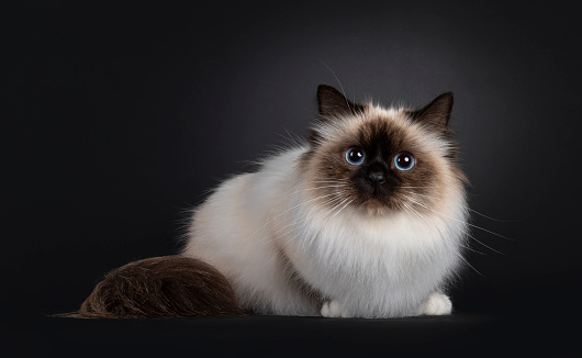 Beautiful seal point Sacred Birman cat, laying down facing front. Looking towards camera with blue eyes. Isolated on a black background.