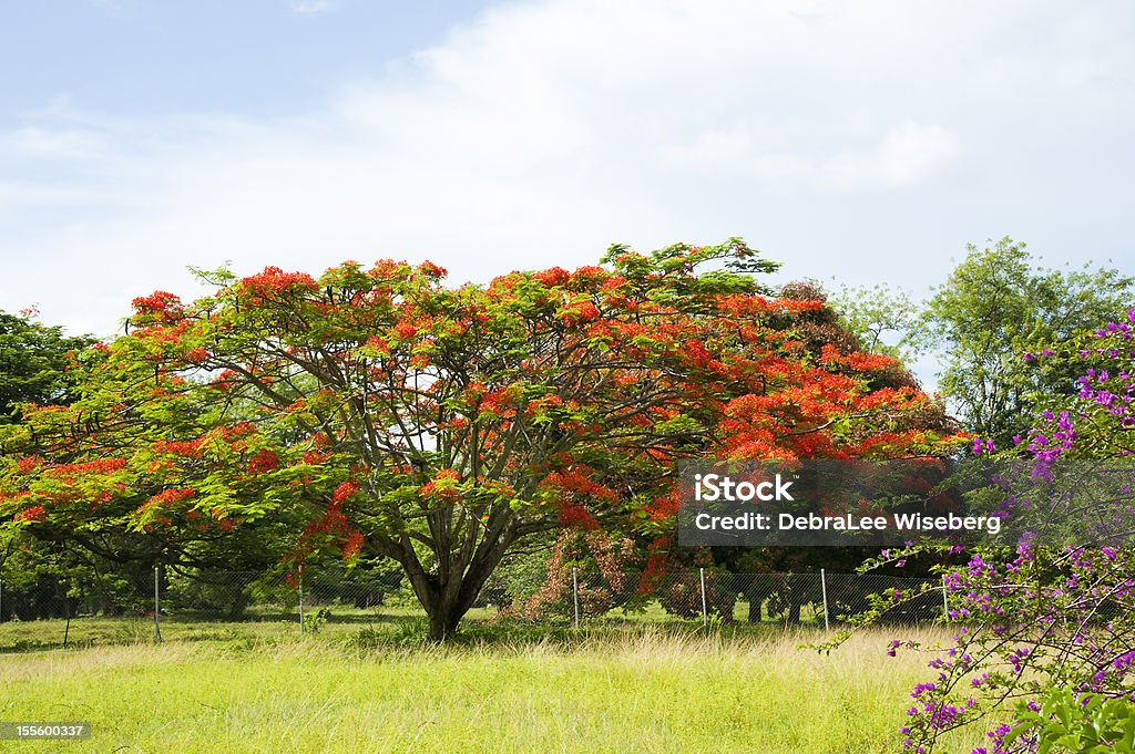 Tropical Colour A colourful blooming tropical tree in the Tobago surrounded by green grass and under a part sunny sky. Tobago Stock Photo