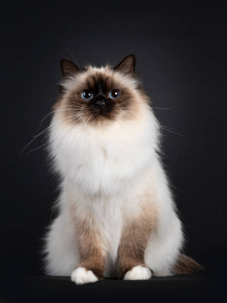 istock Sacred Birman cat on black background 1556003839