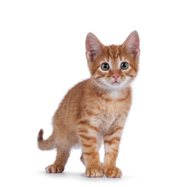 istock Red house cat on white background 1556003854