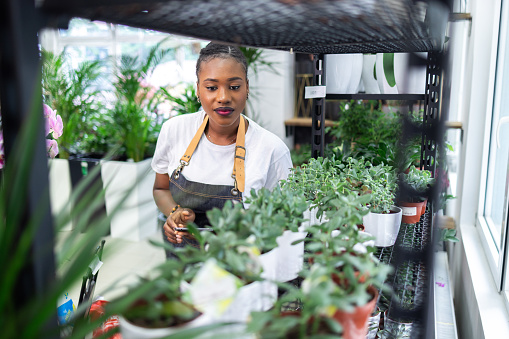 Female florist of Black ethnicity doing inventory and quality control of plants at the flower shop