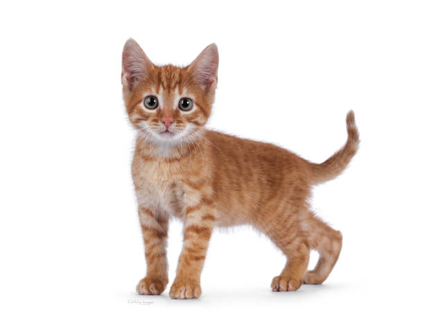 istock Red house cat on white background 1556004398