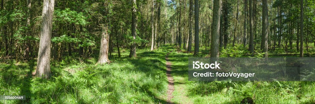 Sommer trail durch lebhafte grünen Wald-panorama - Lizenzfrei Einspurige Straße Stock-Foto