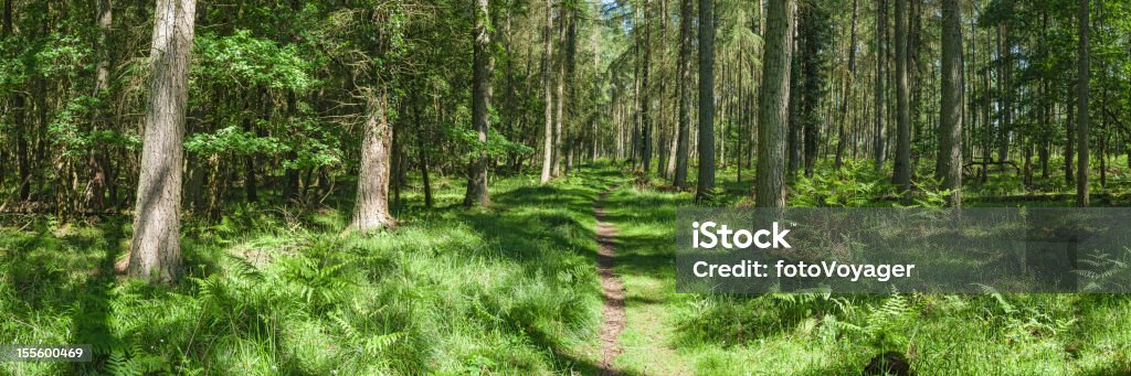 Estate sentiero attraverso la foresta Verde vivace panorama - Foto stock royalty-free di Estate