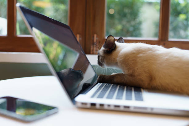 животные кошки ведут себя как люди. кошка работает за ноутбуком - domestic cat computer laptop kitten стоковые фото и изображения