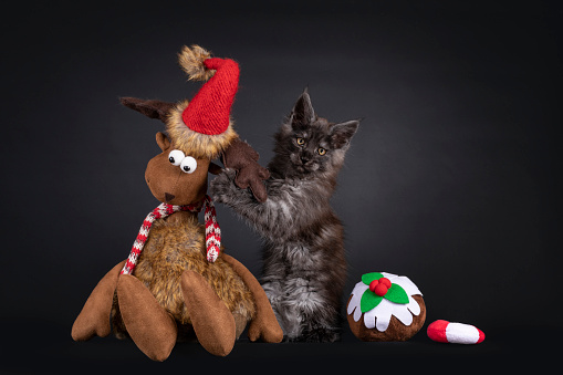 Cute black smoke Maine Coon cat kitten, sitting inbetween christmas treat shaped toys and toy reindeer. Looking straight to camera. Isolated on black background.