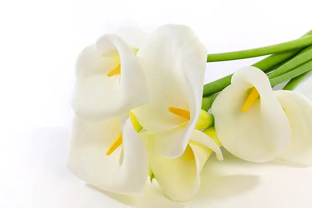 Calla Lily Bouquet on White Background.