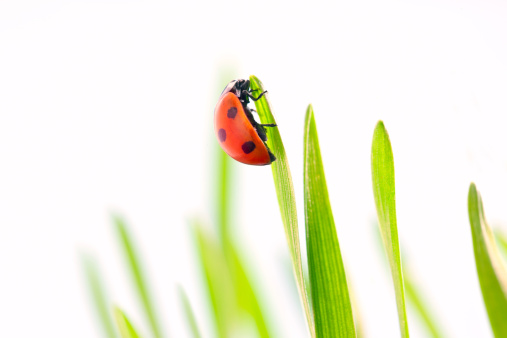 Red ladybug with green grass, isolated on white background.