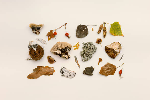 istock Autumn nature flatlay pattern with polypore mushrooms,  branches tree, yellow leaves, moss, bark. Minimal aesthetic still life from wild plants of fall forest, biology and environment concept. 1556006146