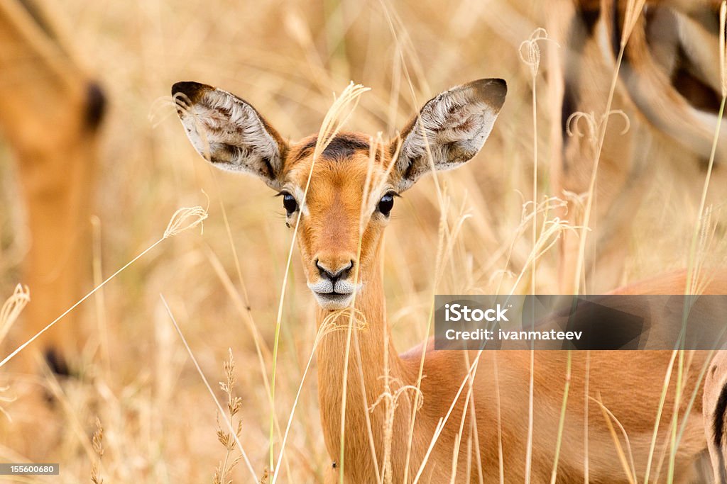 Impala femmina - Foto stock royalty-free di Africa