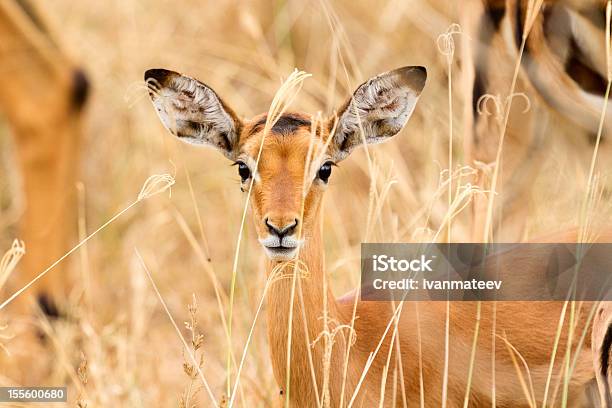Impala Femmina - Fotografie stock e altre immagini di Africa - Africa, Ambientazione esterna, Animale