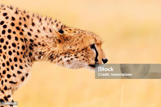 Foto de Masculino Guepardo De Masai Mara e mais fotos de stock de Andar - Andar, Animais Machos, Animais de Safári