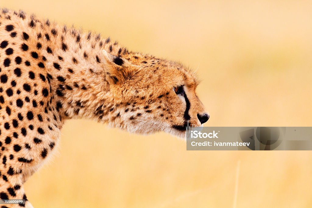 Male cheetah in Masai Mara - Стоковые фото Африка роялти-фри