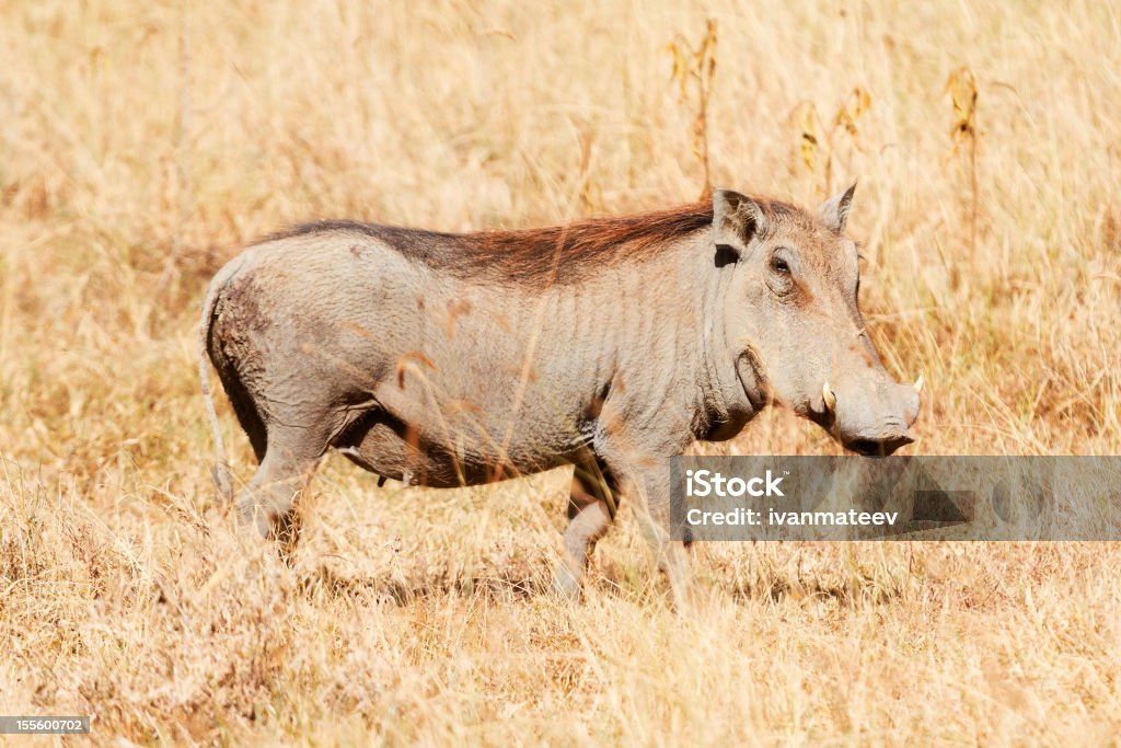 Phacochère, Masai Mara - Photo de Afrique libre de droits