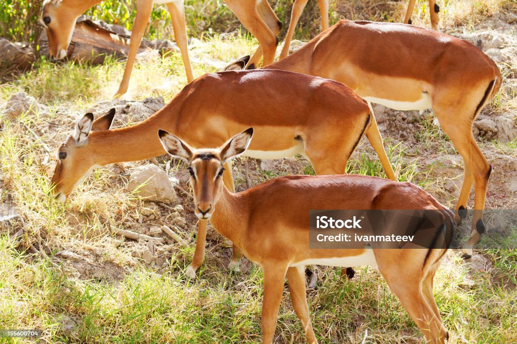 Weibliche Impalas - Lizenzfrei Afrika Stock-Foto