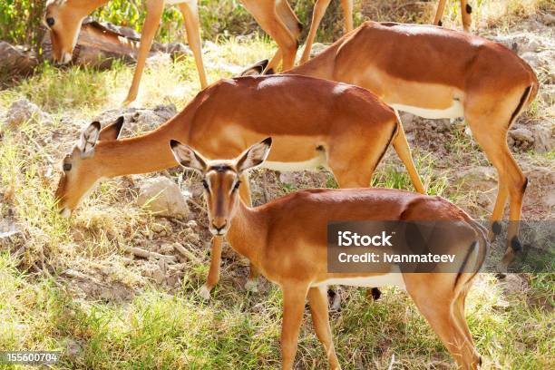 Foto de Impalas Feminino e mais fotos de stock de Aepyceros Melampus - Aepyceros Melampus, Animais de Safári, Animal