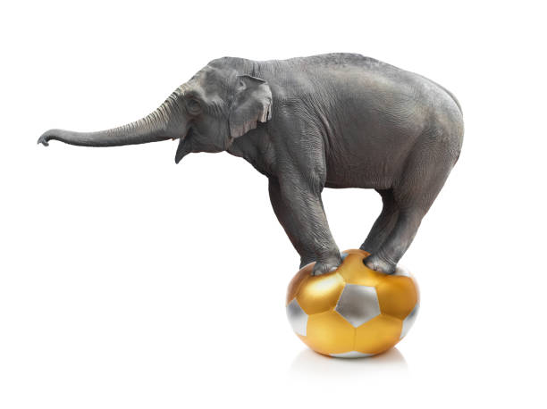 Elephant standing on a ball on a white background A gray circus elephant balancing on a ball is isolated on a white background.  The ball is covered in gold and silver pentagons. animal tricks stock pictures, royalty-free photos & images