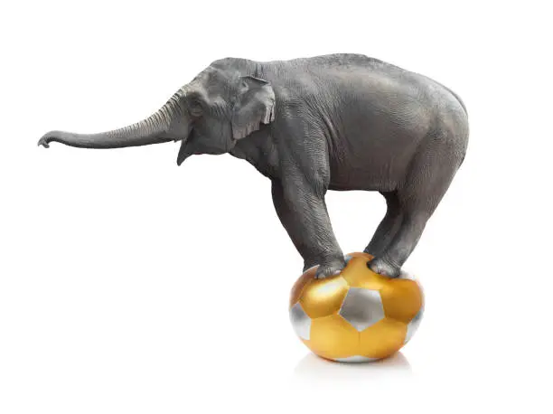 A gray circus elephant balancing on a ball is isolated on a white background.  The ball is covered in gold and silver pentagons.