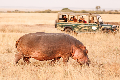Hippopotamus early in the morning returning to the river after eating grass during the night. A jeep with tourists is in the background. Masai Mara, Kenya