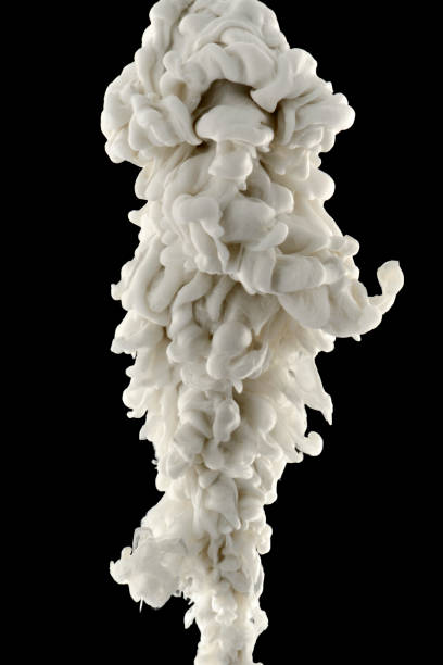 Spinellus Fusiger, the bonnet mould. It is a pin mold that is characterized by erect sporangiophores. 