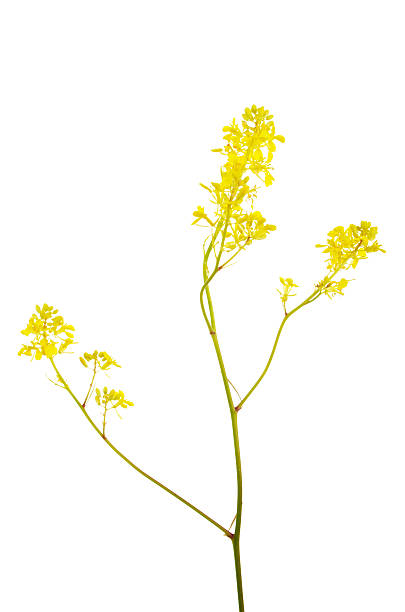 istock Yellow Black Mustard Flowers Brassica nigra 155600814