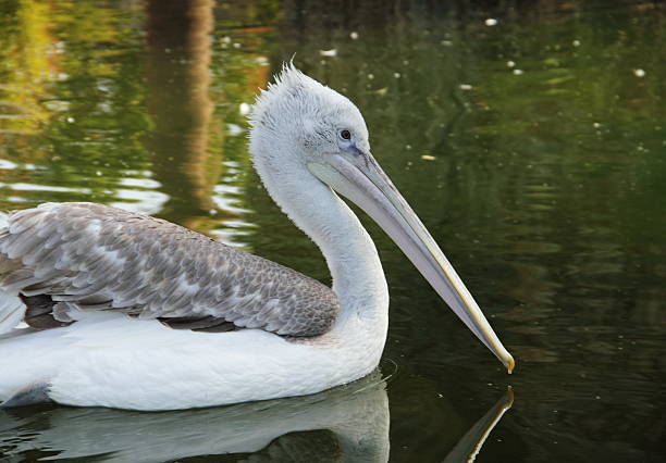 istock Dalmatian Pelican Bird 155600824