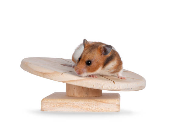 istock Syrian or golden hamster on white background 1556009430