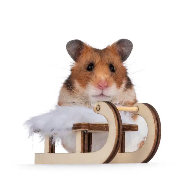 Photo of Syrian or golden hamster on white background