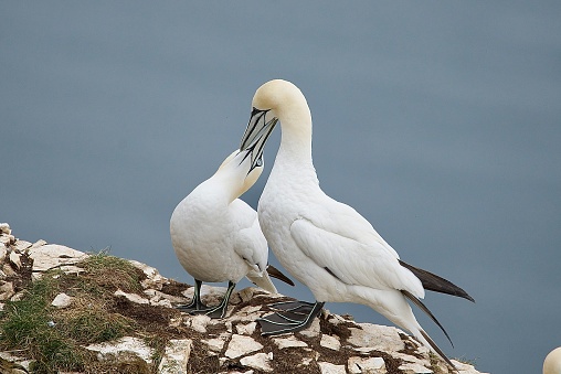 Gannet birds touching beaks