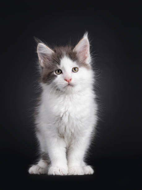 istock Maine Coon kitten on black background 1556011120