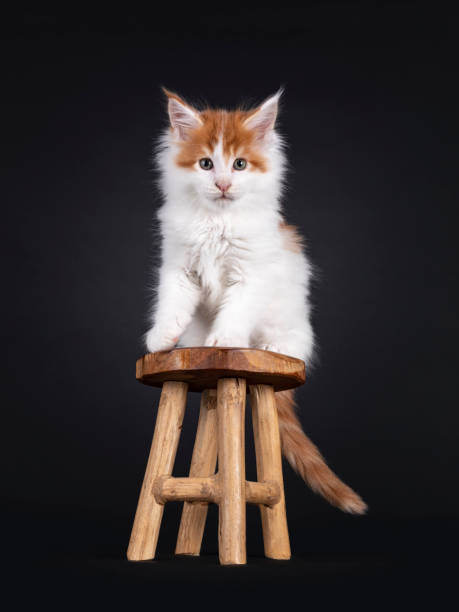 istock Maine Coon kitten on black background 1556012157