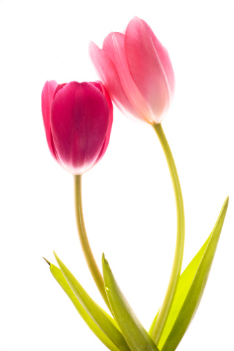 Two beautiful pink back lit  tulips isolated on white background.