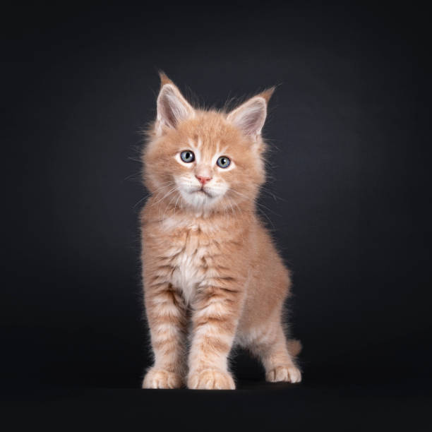 istock Maine Coon kitten on black background 1556013205